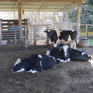 Bovinocultura de leite e corte