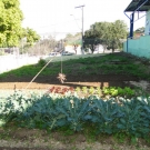 Plantando Sementes, Colhendo Amor!