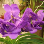 23ª Exposição de Orquídeas de Niterói