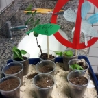 Campanha de combate ao Aedes aegypti