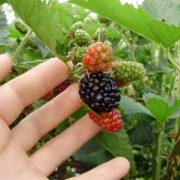 Novas turmas ingressam no La Salle Agro