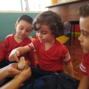 Os animais da Fazenda - Turmas da Creche