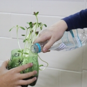 3° Ano estuda e observa germinação de plantas