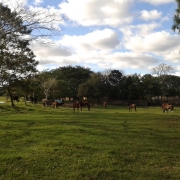 3º Ano do EF faz visita a Zona Rural de Porto Alegre