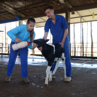 Bovinocultura de leite e corte