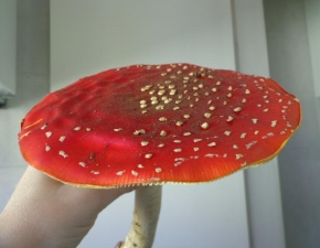 Turmas de Pré II têm aula especial de Biologia