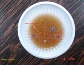 Cultivo de Microrganismos