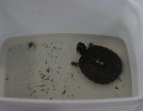 Bichinhos de Estimação na Sala de Aula