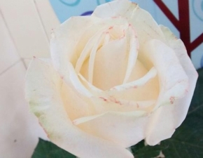 AULA PRÁTICA SOBRE VEGETAIS