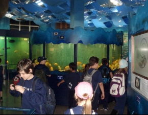 Aprendizado no Museu de Ciências Naturais da UCS